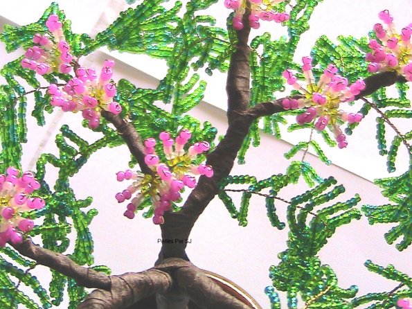 albizia-9